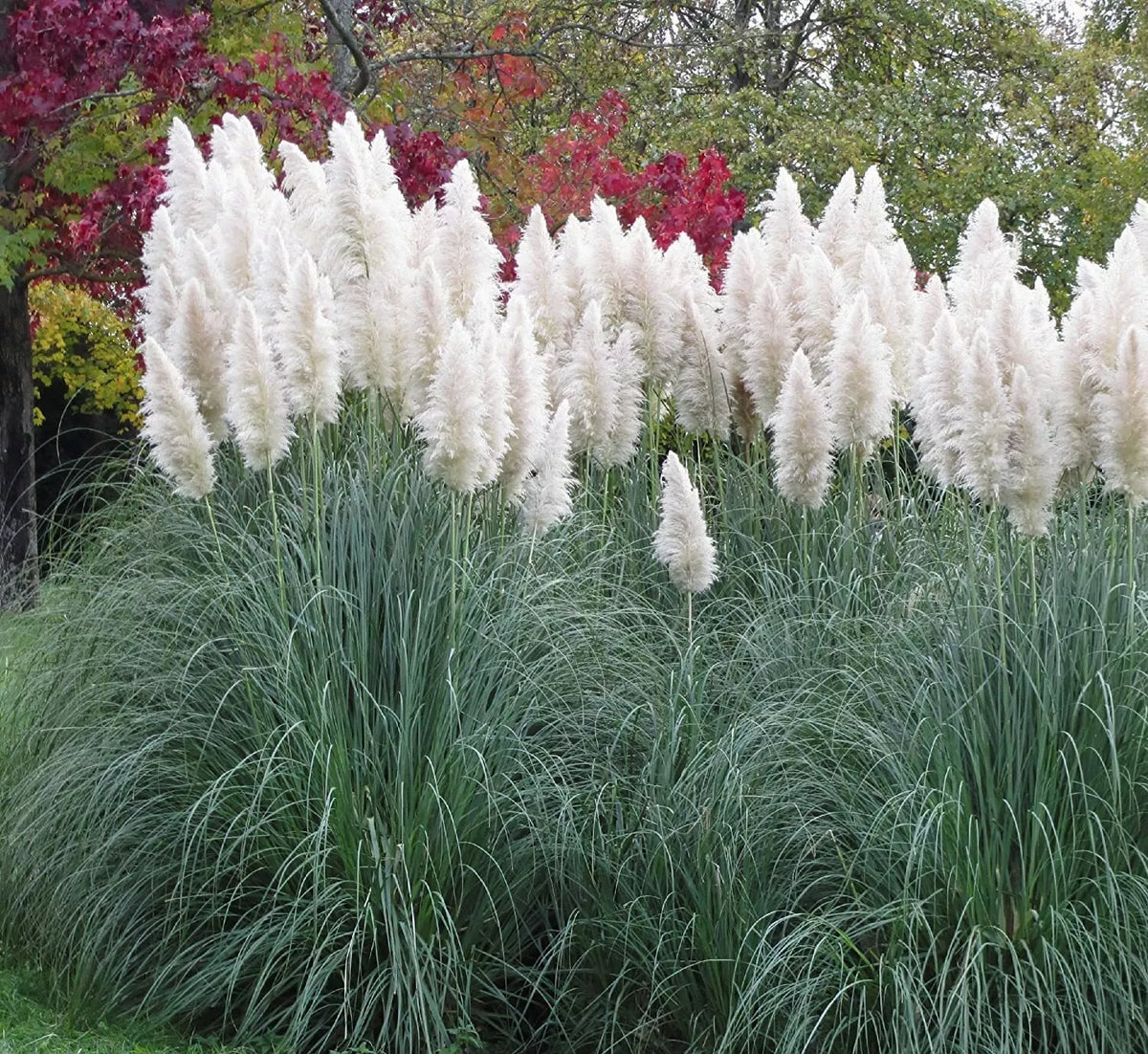 Giant White Pampas Grass Seeds - 500 Seeds - Ornamental Grass - Cortaderia selloana - Low Maintenance, Drought-Tolerant