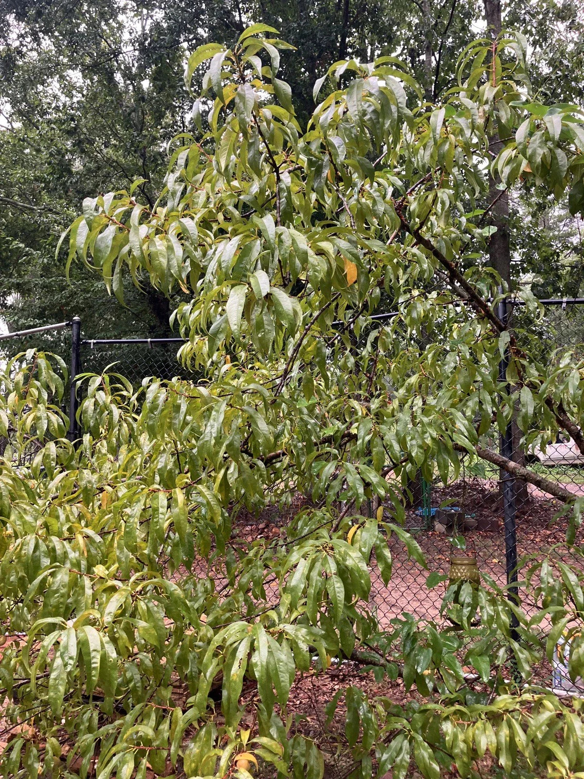 Dwarf Bonfire Patio Peach Tree - Live Plant - Prunus persica 'Bonfire' - Ornamental Outdoor Fruit Tree for Small Spaces