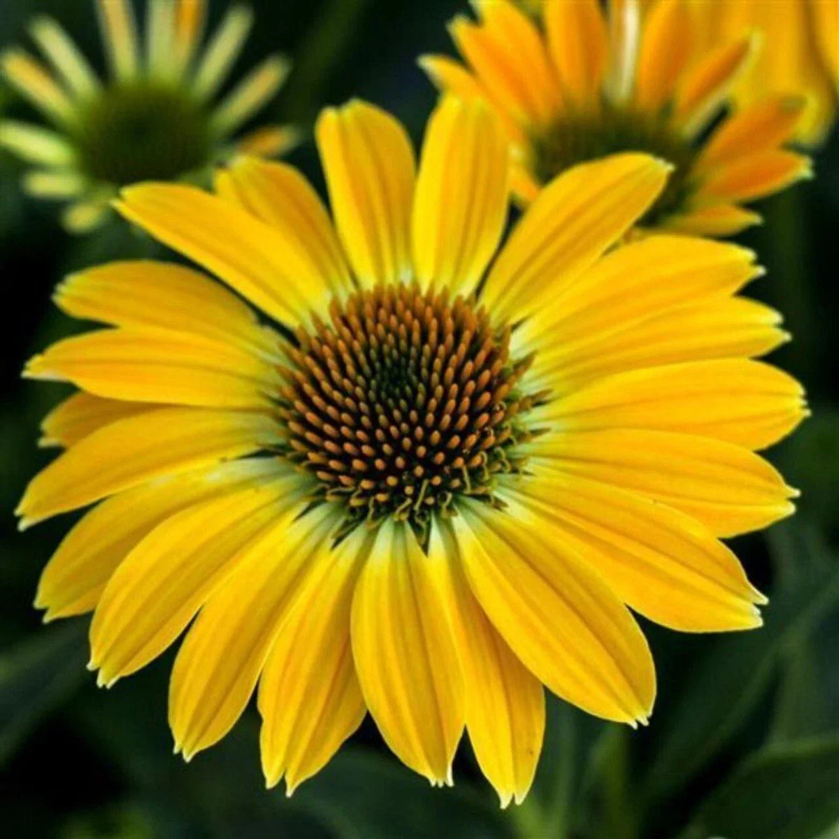50 Coneflower Seeds, Summer Solstice Variety, Echinacea Purpurea, Perennial Flower Seeds for Gardens and Landscapes