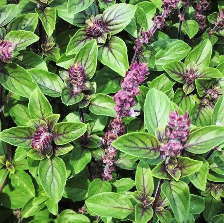 Persian Basil Seeds - 100 Pack - Reyhan Variety for Herb Garden - Ocimum basilicum var. purpurascens - Organic Culinary Herb