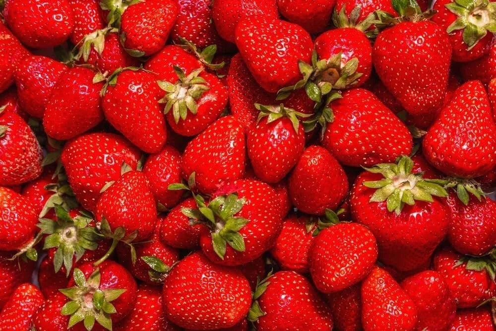 Jewel Strawberry Plants Bare Root - Everbearing Fragaria x ananassa - High Yield, Sweet Flavor for Home Garden