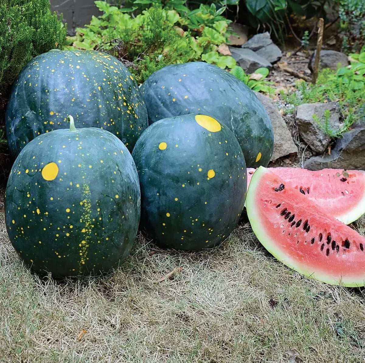 Organic Moon and Stars Red Watermelon Seeds - Heirloom Non-GMO - 40 Seeds - Citrullus lanatus - Bulk for Home Gardening