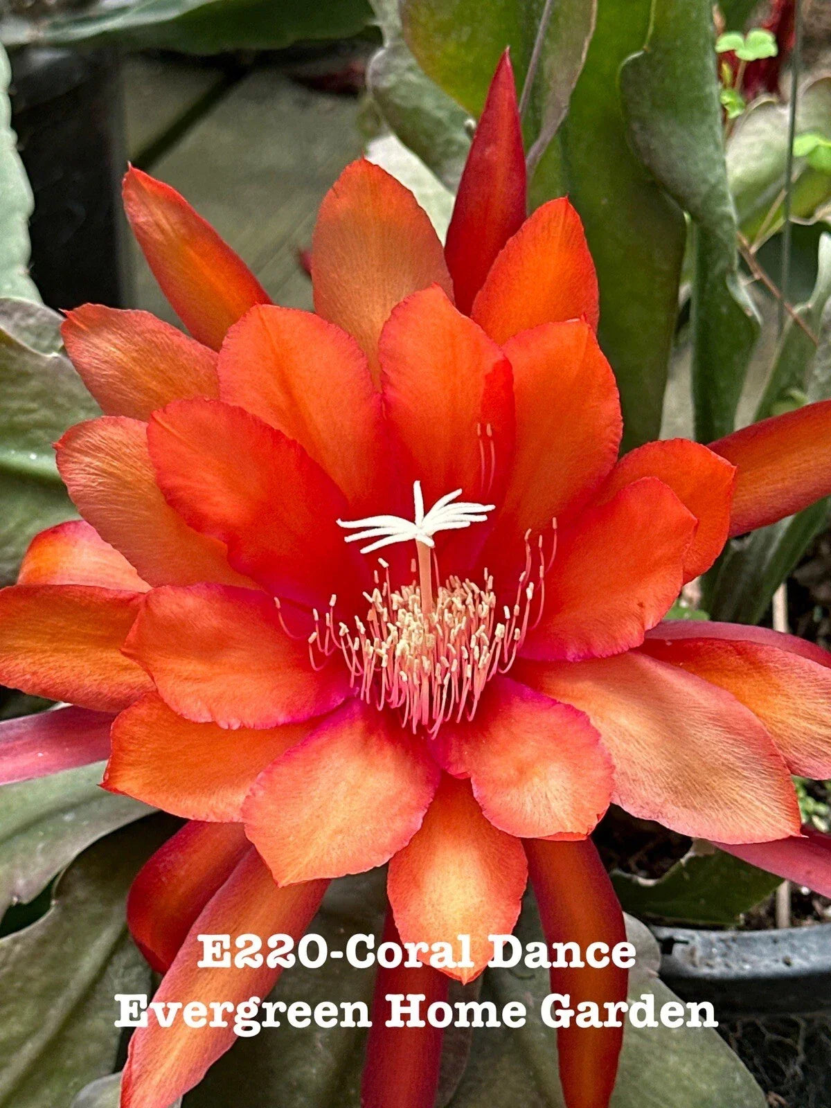 Epiphyllum Orchid Cactus 4” Starter Pot, Coral Dance, Rooted Exotic Houseplant, Indoor Gardening, Succulent Plant