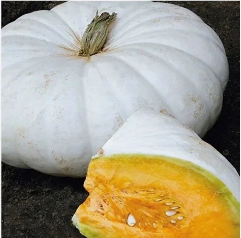 Organic Heirloom Pumpkin Seeds - White Flat Boer Ford Stacker - Cucurbita pepo - Packet of 20 Seeds for Home Gardens