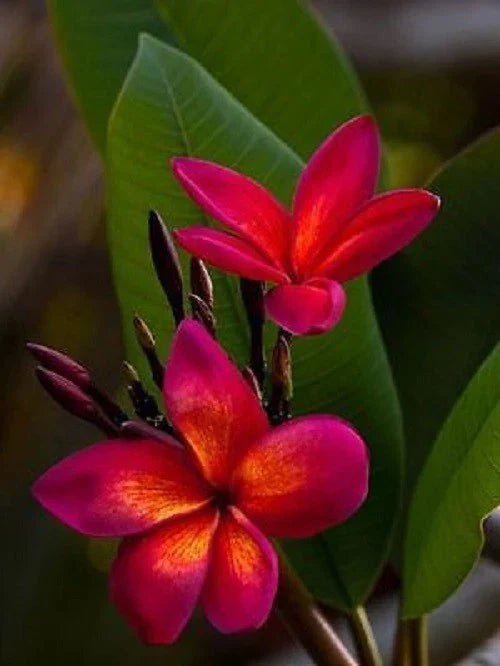 Plumeria Seeds - 5 Dark Pink Orange Flower Seeds - Frangipani - Plumeria rubra - Tropical Garden Plants