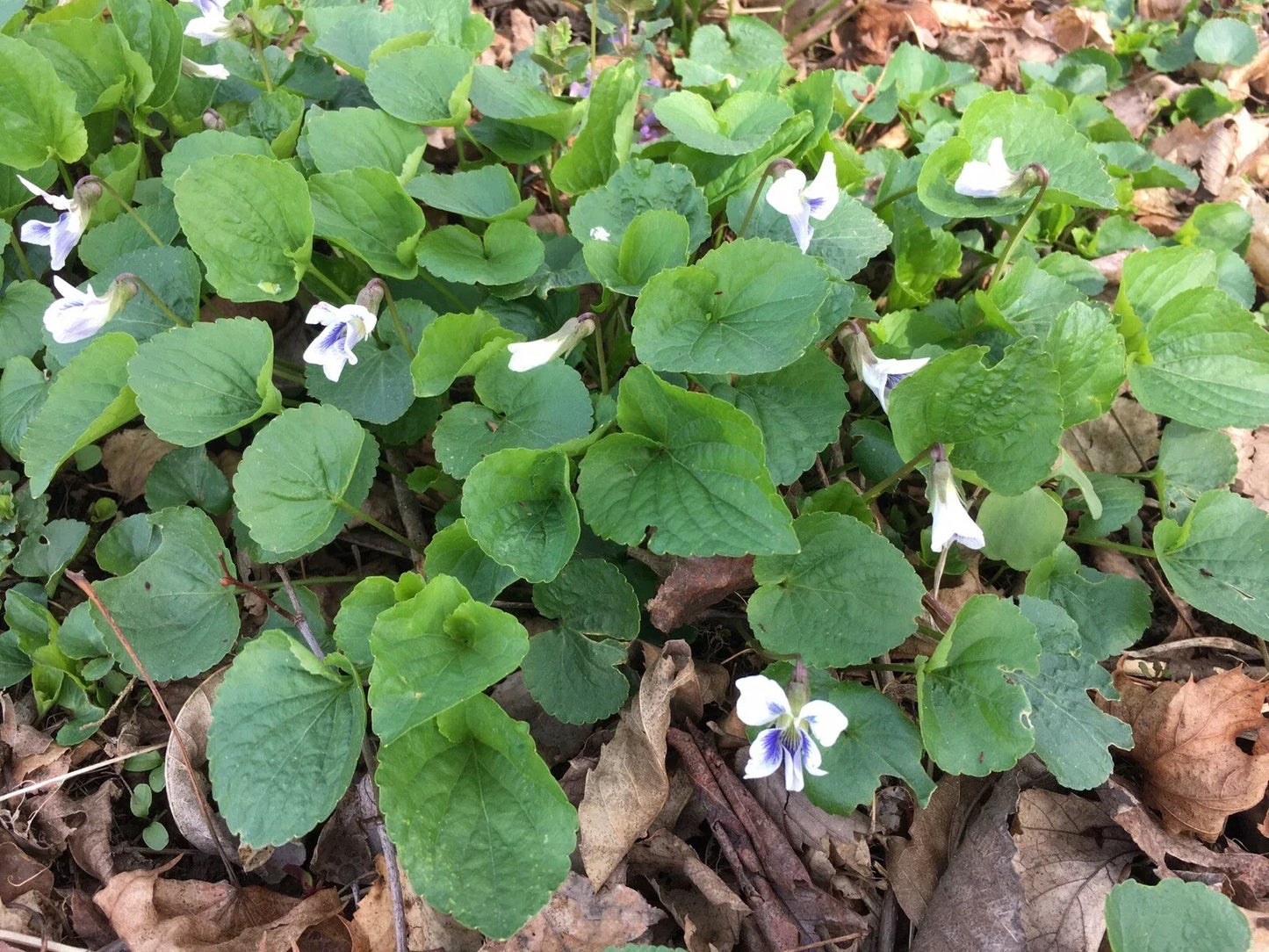 Wild Violet Flower Plants - 12+ Bareroot Rhizomes, White Viola spp., Spring Blooming, Garden Flowers for CT
