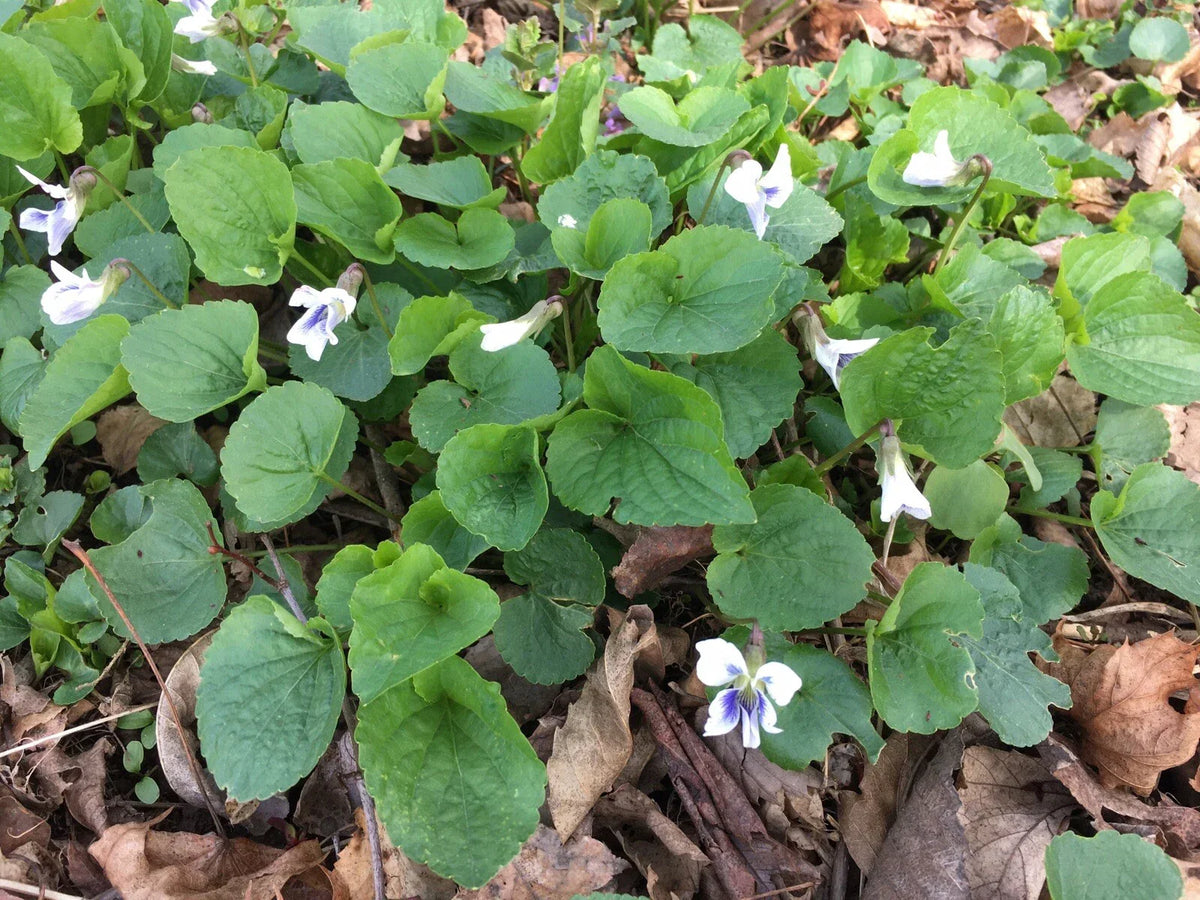 Wild Violet Flower Plants - 12+ Bareroot Rhizomes, White Viola spp., Spring Blooming, Garden Flowers for CT