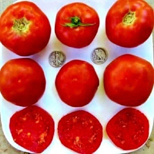 Mule Team Seeds - 25 Fresh Heirloom Vegetable Seeds - Delicious Variety for Home Garden - Perfect for Cooking & Salads