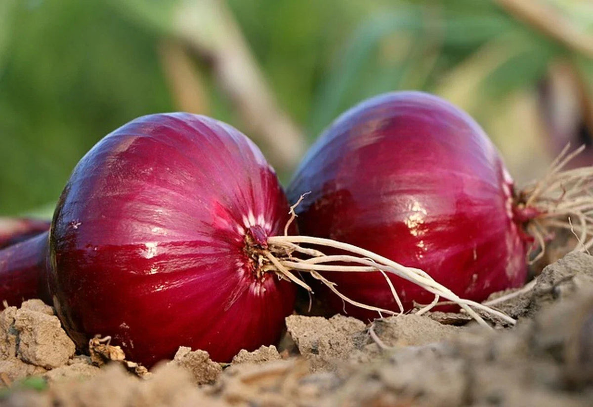 Red Grano Onion Seeds - Non-GMO Short Day Variety - Allium cepa - Multiple Sizes for Home Gardening and High Yields