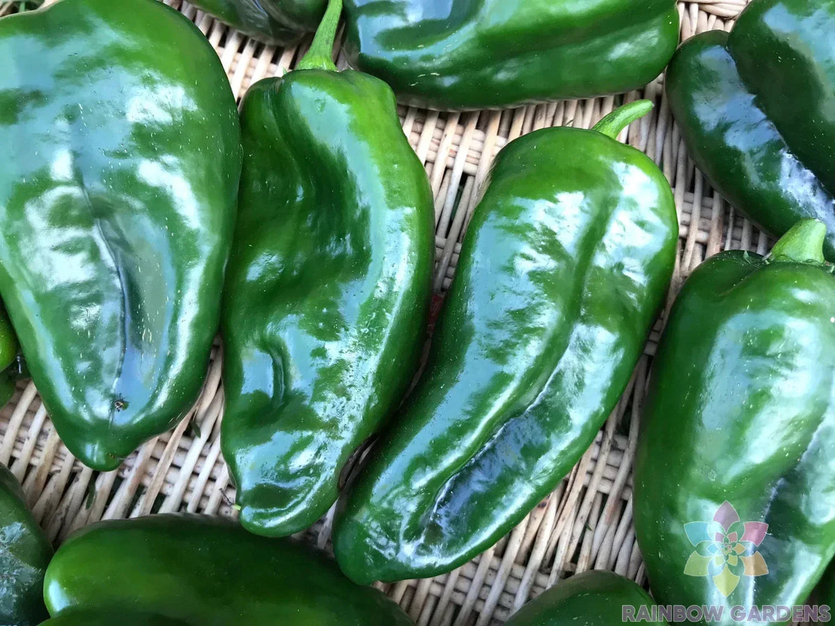 Ancho Poblano Hot Pepper Seeds - 25+ Non-GMO Seeds - Capsicum annuum - Ideal for Garden Planting and Culinary Use