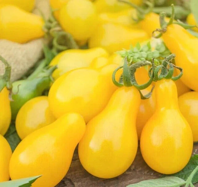 Yellow Pear Tomato Seeds - 50+ Organic - Indeterminate Variety - Solanum lycopersicum - Sweet Pear-Shaped Fruit