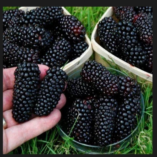 Giant Blackberry Cuttings - 5 Fresh Rooting Cuttings - Rubus fruticosus - Ideal for Home Gardens and Orchards