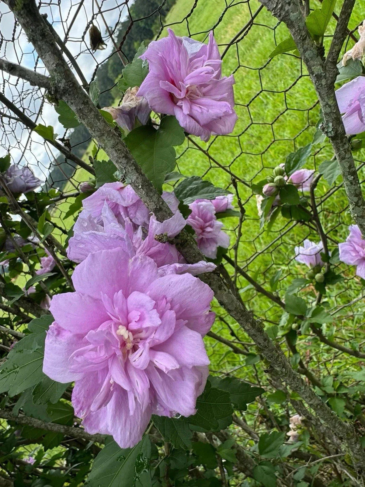 Purple Double Rose of Sharon Shrub Rooted Cuttings - Hibiscus syriacus 'Double Purple' - Live Plants for Garden