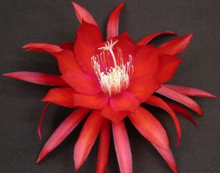 Epiphyllum Cutting - Cosmic Queen Variety - Orchid Cactus - Epiphyllum spp. - Don's Cuttings for Propagation