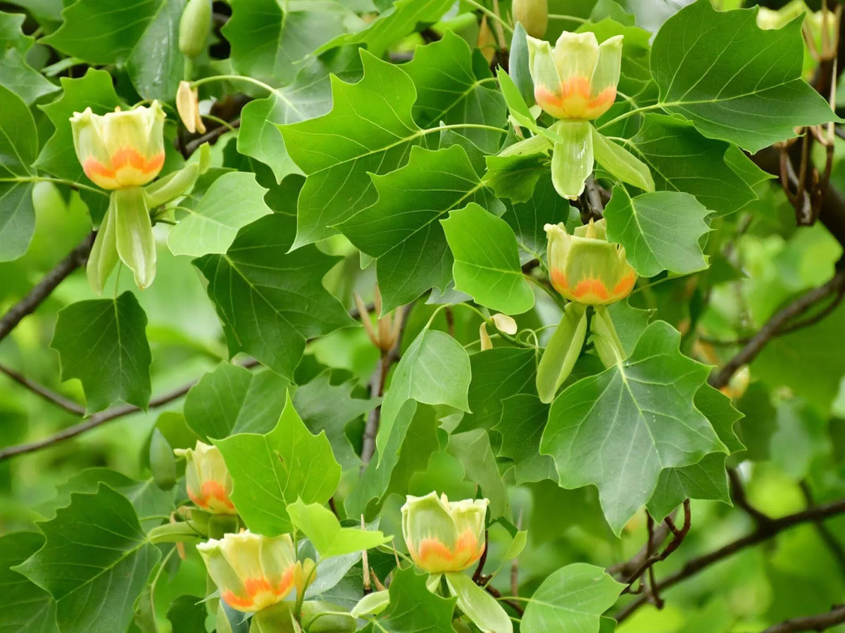 Tulip Poplar Live Tree 16-24 Inches Bare Root Liriodendron tulipifera - Hardy Garden Tree with Yellow Flowers