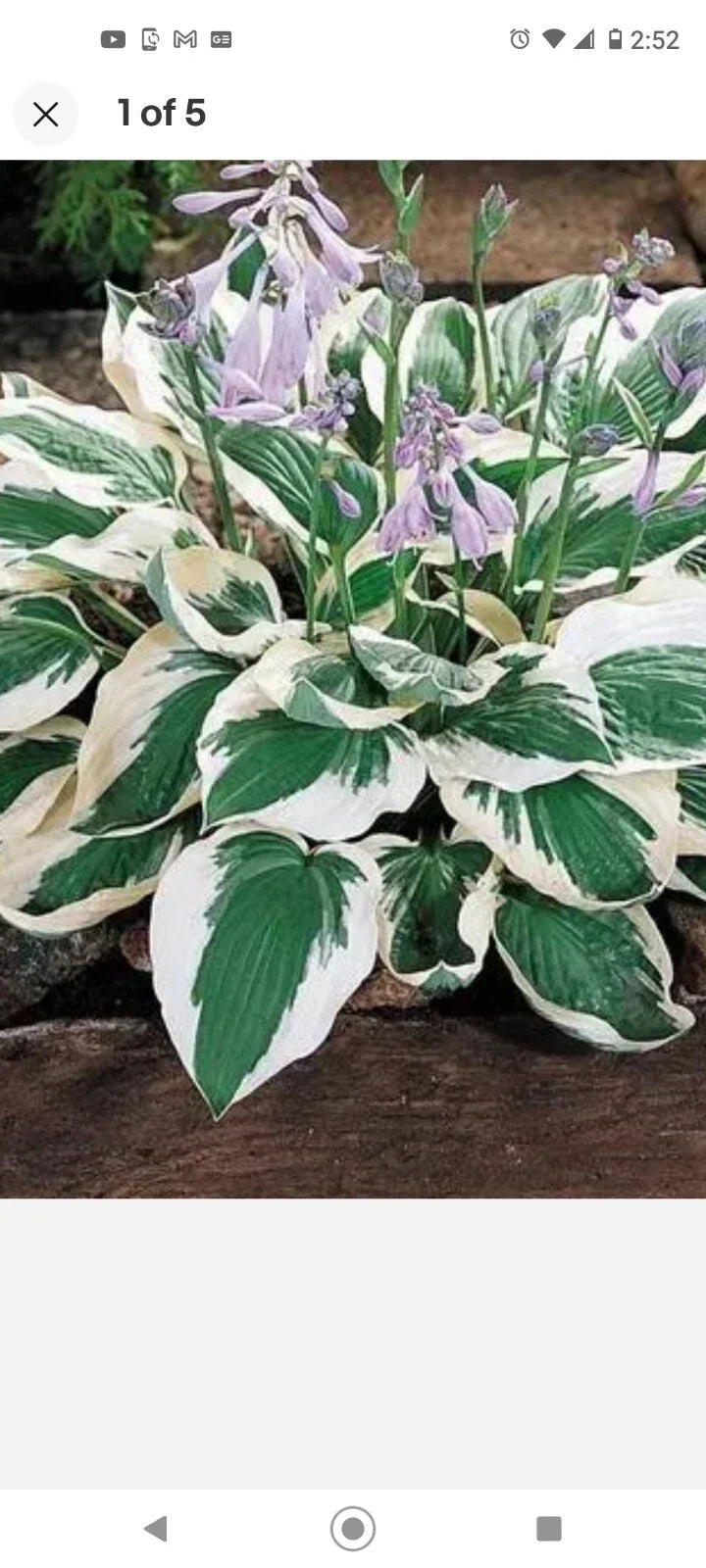 Patriot Variegated Hosta Root Plants - 3 Pack - Hosta 'Patriot' - Shade Perennial - Low Maintenance Garden Plants