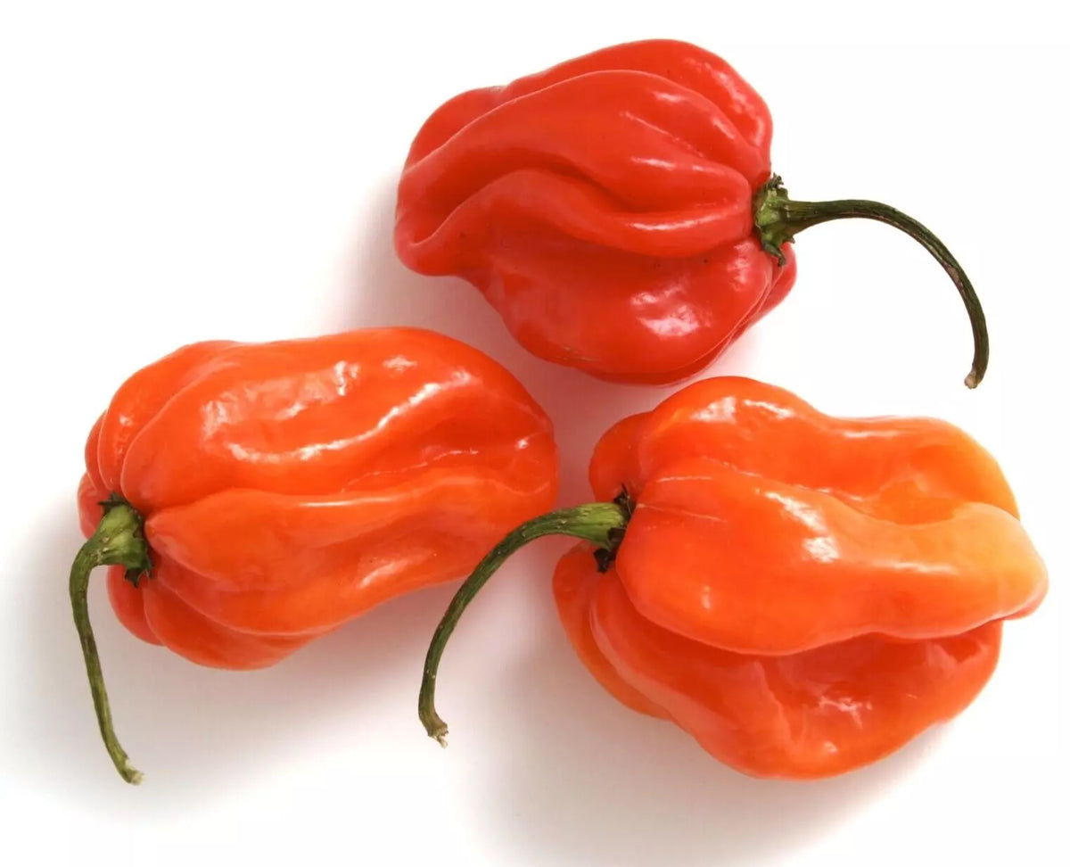 Red Tobago Scotch Bonnet Hot Pepper Seeds - 20 Premium Seeds - Capsicum chinense - Fiery Caribbean Flavor for Your Garden