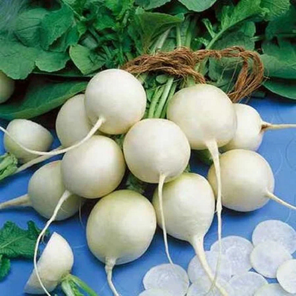 Radish Seeds - 100+ Non-GMO Philadelphia White Box - Raphanus sativus - Fast-Growing, Crisp, Heirloom Variety for Gardening