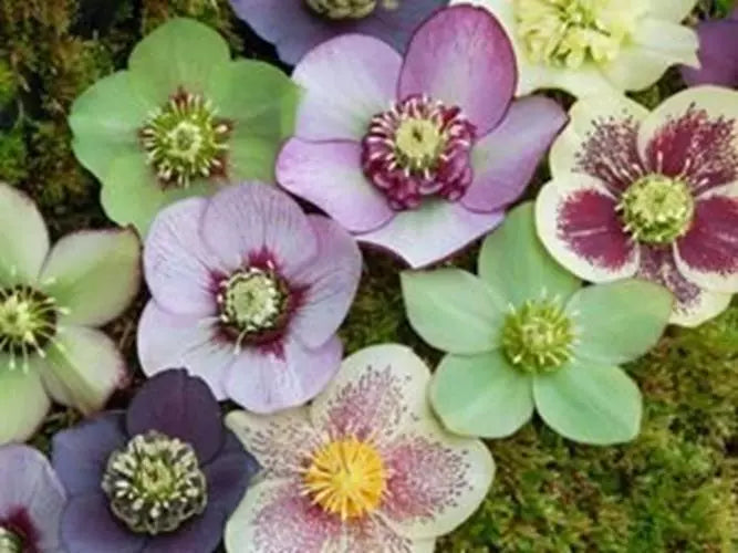 15+ Rose Helleborus Seeds - Christmas Rose - Winter Blooming Perennial - Helleborus niger - Shade Tolerant & Low Maintenance