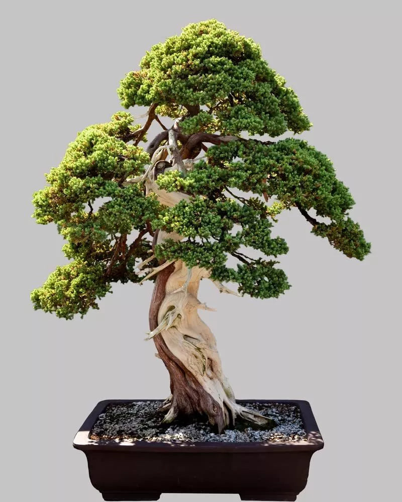 Norway Spruce Bonsai Seeds - 30 Count - Evergreen Conifer - Picea abies - Perfect for Bonsai Cultivation