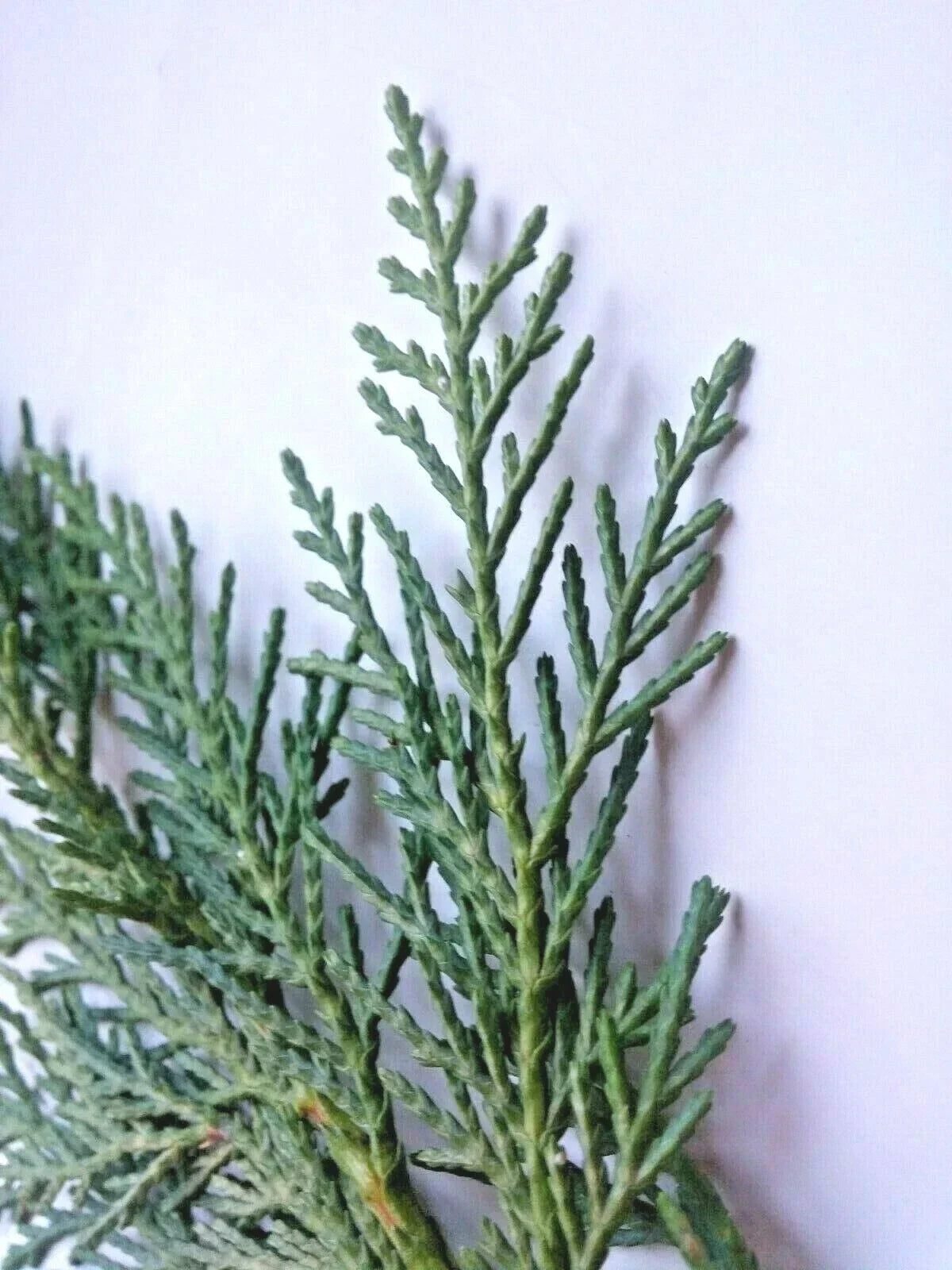 Unrooted Cuttings - 75 Leyland Cypress Cuttings for Planting - Cupressocyparis leylandii - Fast-Growing Evergreen