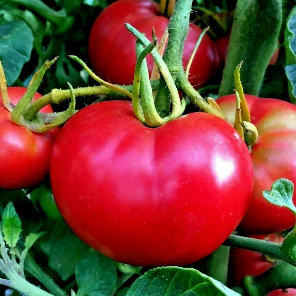 Organic Tomato Seeds - 51+ Bradley Bush Variety - Container Gardening - Solanum lycopersicum - Non-GMO, Compact Growth