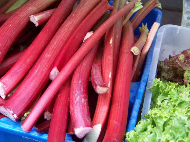 Rhubarb Seeds - 30 Pack - Perennial Fruit - Rheum rhabarbarum - Ideal for Pies & Desserts - Easy to Grow