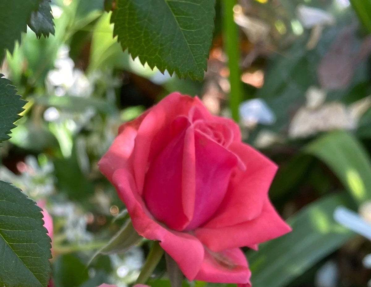 Pink Rose Cuttings 3 Pack Organic Fragrant Blooms Rosa spp. for Planting or Rooting - Ideal for Gardens and Pollinators