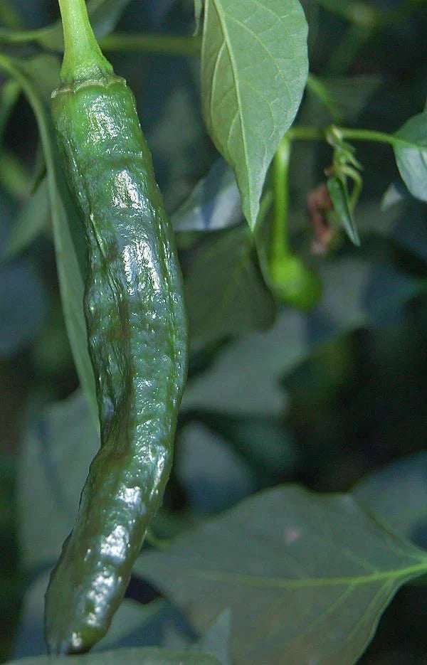 Dwarf Orinoco Banana Plant - Small Rooted Starter - Musa acuminata 'Dwarf Orinoco' - Compact Indoor/Outdoor Growing