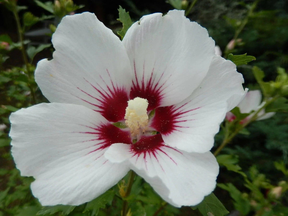 25 White Hibiscus Seeds - Crimson Eye - Hibiscus rosa-sinensis - Perennial Flower Seeds for Garden and Pollinators