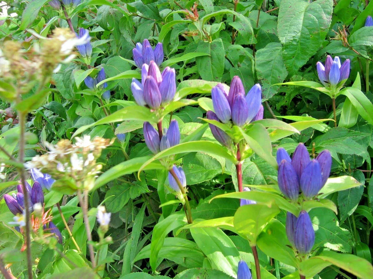 Gentian Seeds 301+ Count - Bottle Gentian for Shade Gardens - Gentiana andrewsii - Native Perennial Wildflower