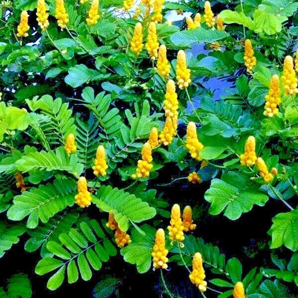 Candle Bush Seeds - 20 Pack - Cassia Alata - Butterfly Attracting Flowers - Senna Tree Plant Seeds for Garden