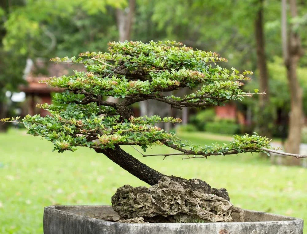 Money Plant Bonsai Tree Seeds - 30 Seeds - Weeping Fig - Ficus benjamina - Indoor Plant, Easy to Grow, Home Decor