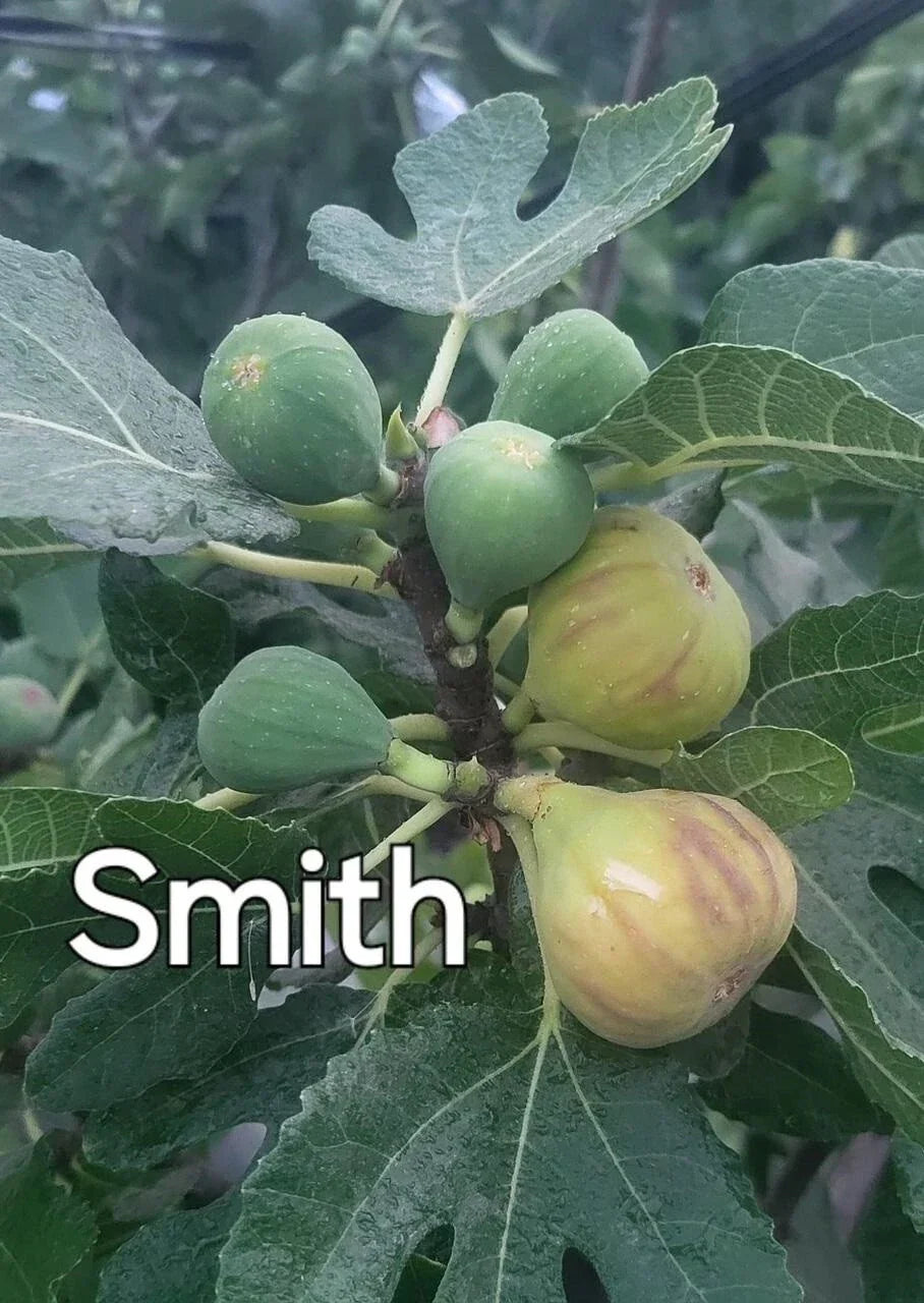 Rare Fig Cuttings - 3 Fresh Cuttings - Smith Variety - Ficus carica 'Smith' - Ideal for Gardening and Propagation