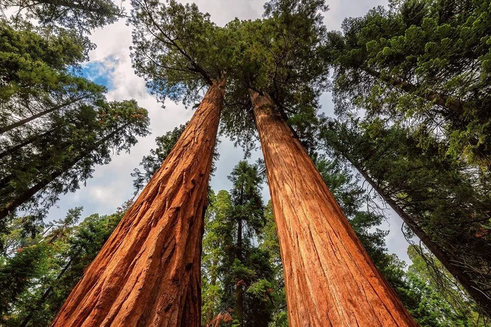 Redwood Sequoia Tree Seeds - 25 Seeds - Sequoiadendron giganteum - Ideal for Bonsai & Landscape - Ships from USA