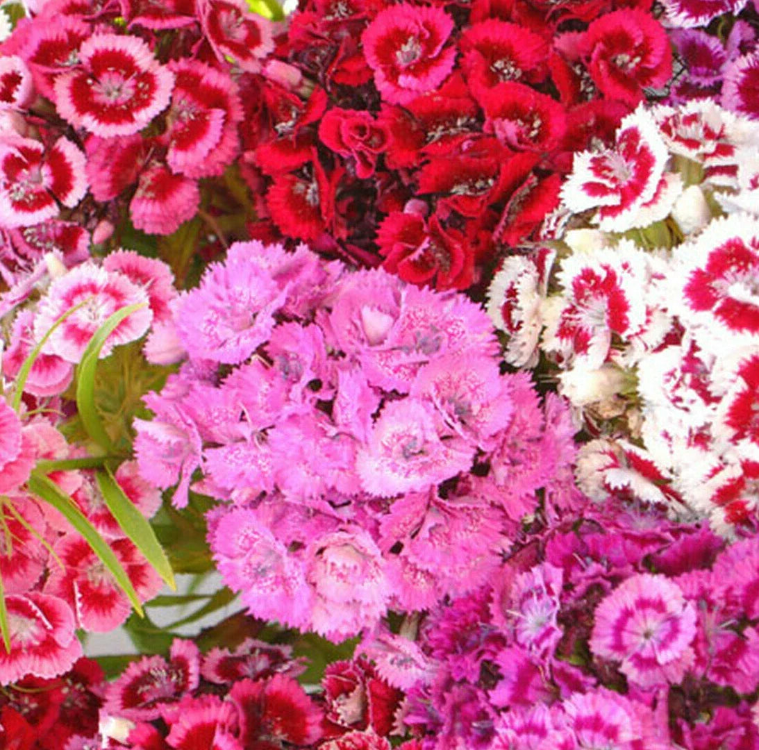 Sweet William Mix Seeds - Red Pink Carnation Flower Blend - Dianthus Barbatus - Non-GMO Seed Packet (100 Seeds)