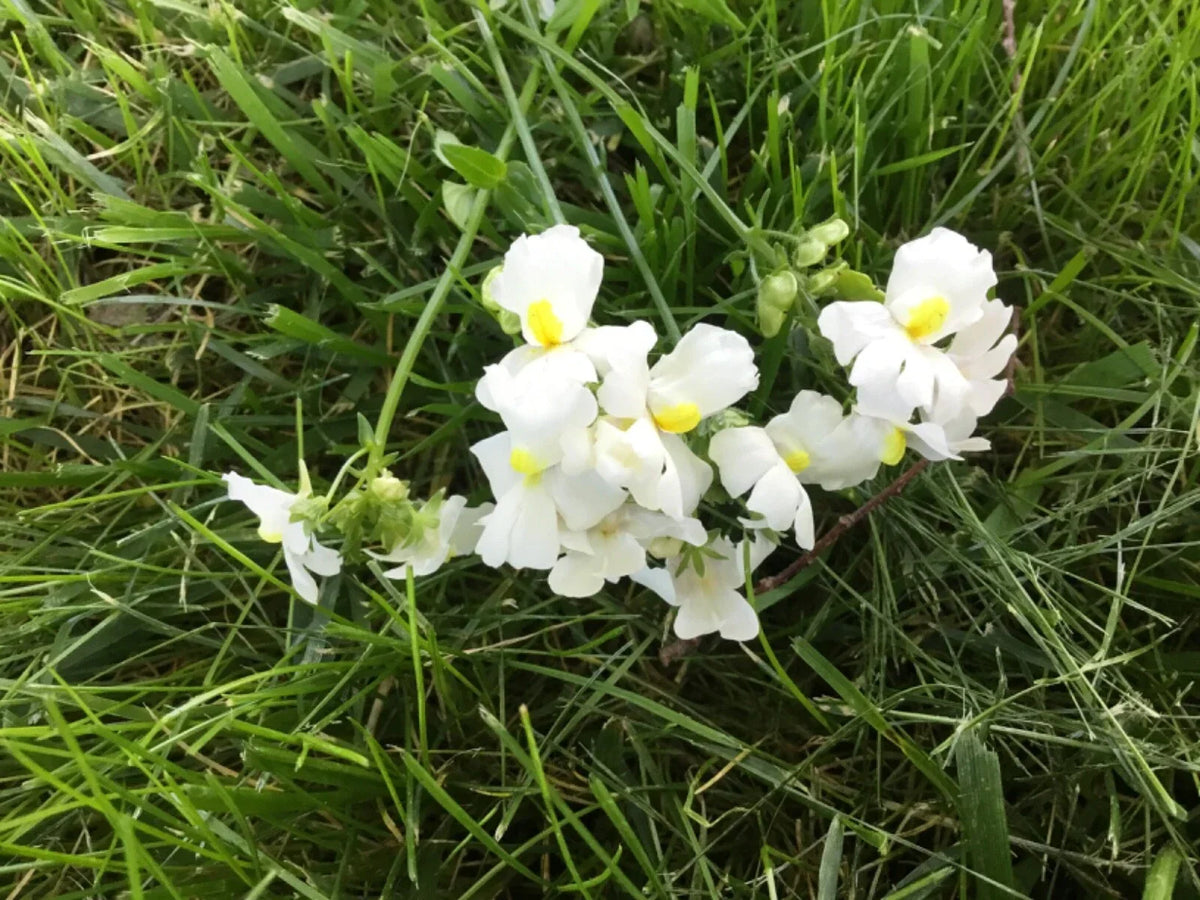 Nemesia Seeds Packet of 100, Poetry Innocence Variety, Fragrant White & Lavender Blooms, Nemesia strumosa