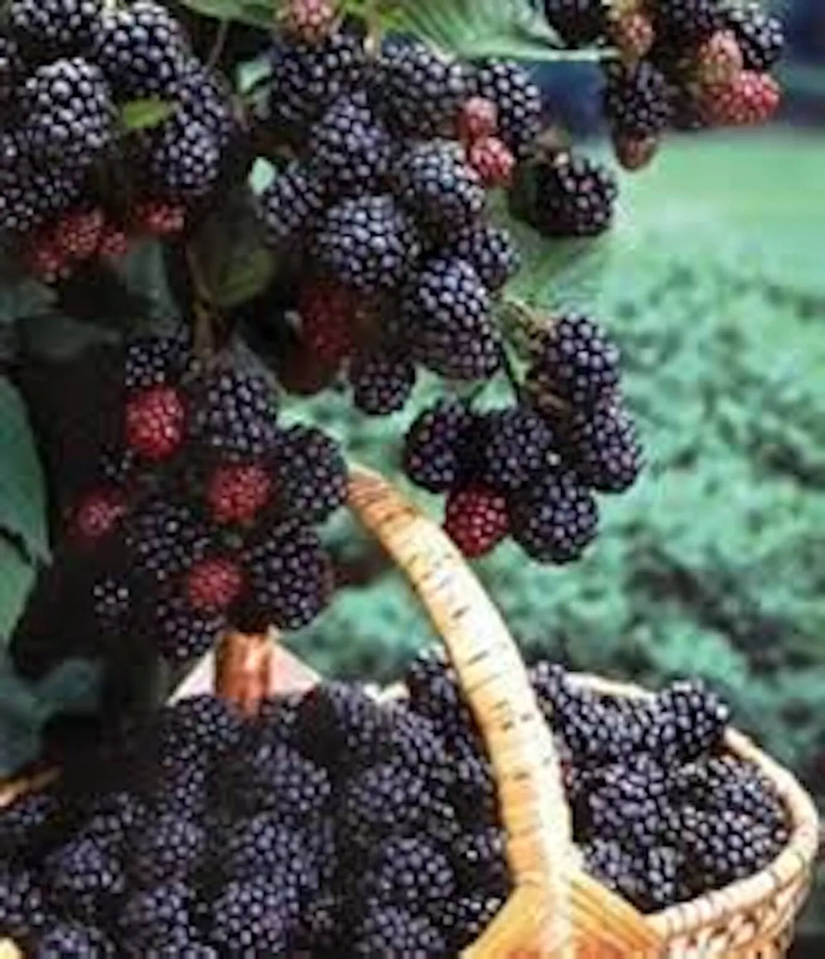 Black Hawk Raspberry Plants - 3 Pack, 1-2 Year Old, Rubus occidentalis, Cold-Hardy, Disease Resistant, Sweet Berries