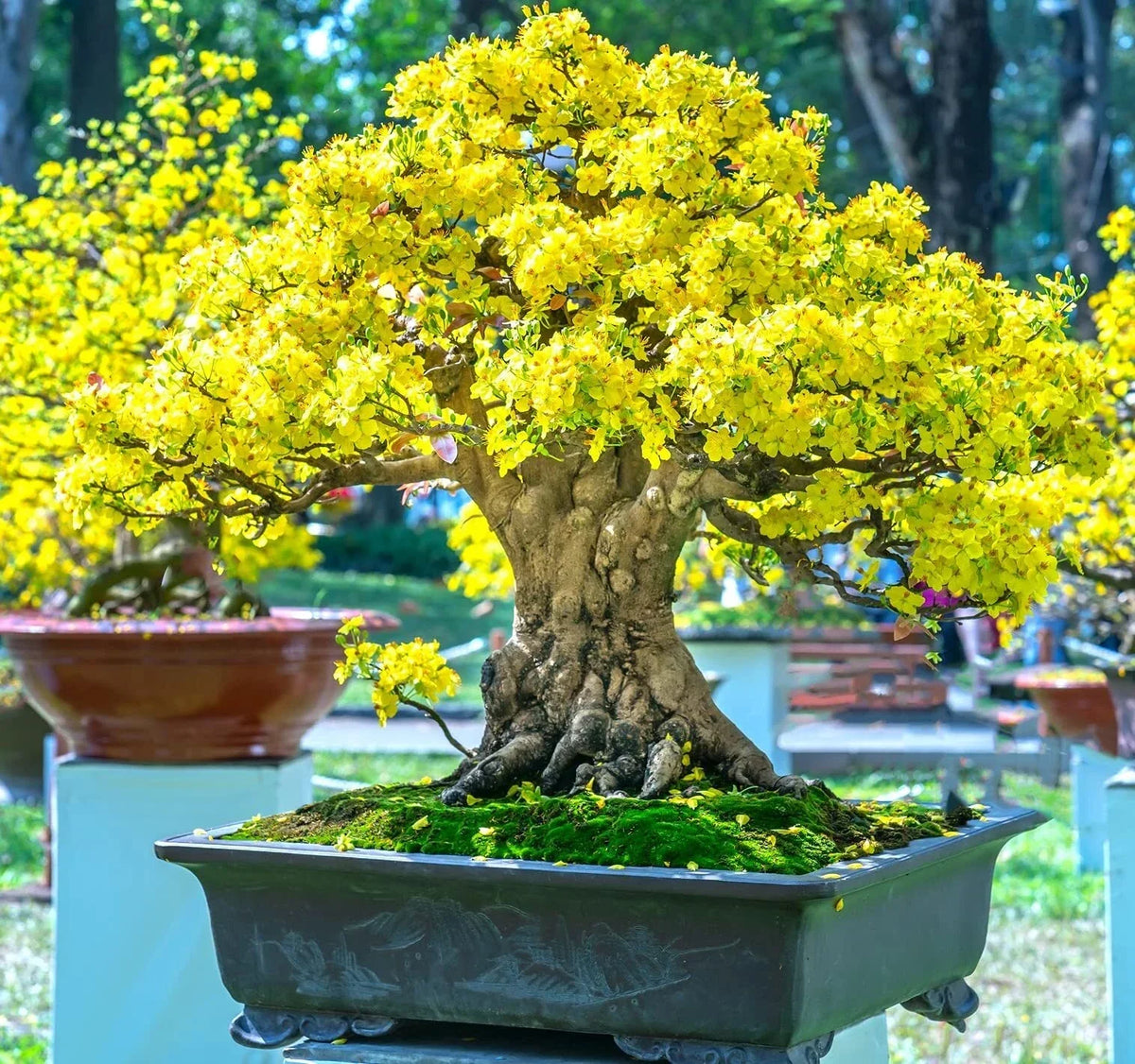 Flowering Apricot Bonsai Tree Seeds - 3 Large Seeds - Stunning Yellow Blooms - Prunus mume - Ideal for Garden & Indoor Planting