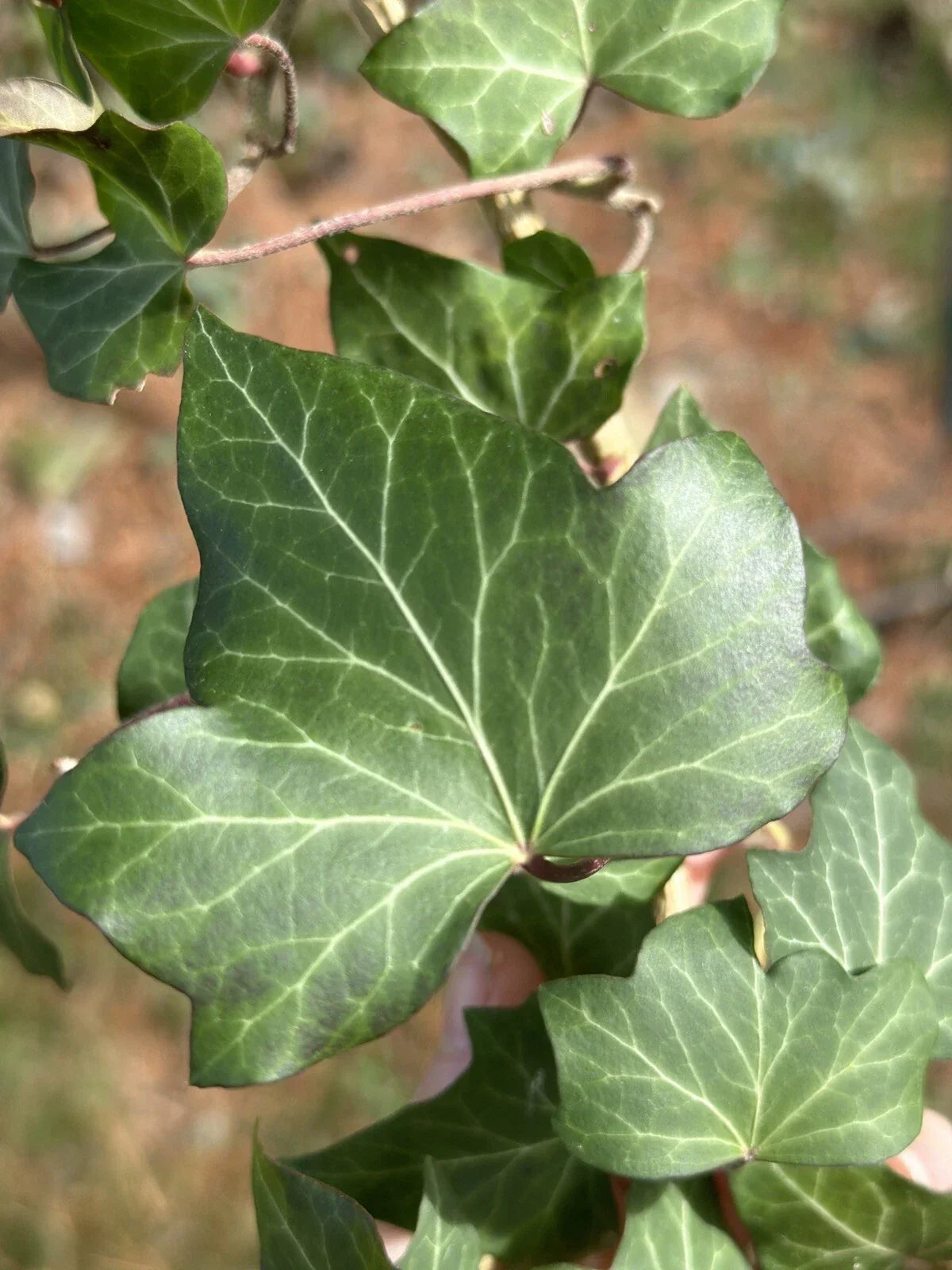 English Ivy Cuttings - 10 Live Plants for Groundcover & Fence - Hedera helix - Low Maintenance, Fast-Growing, Drought-Tolerant