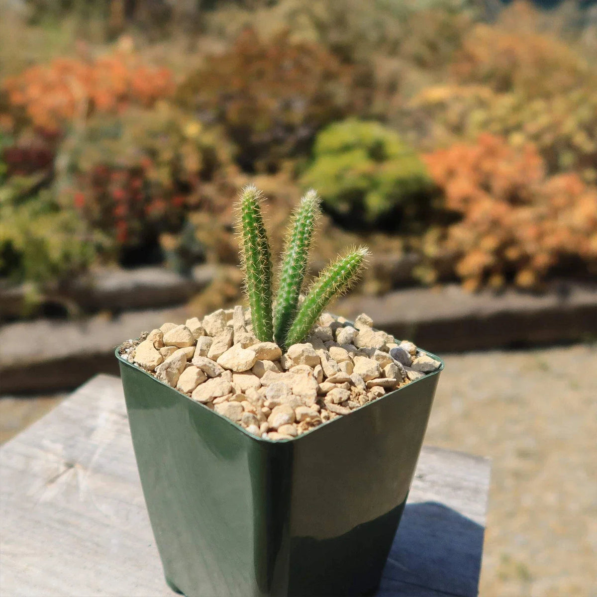 Rat Tail Cactus Plant 4-Inch Aporocactus flagelliformis Unique Succulent with Trailing Stems & Pink Flowers for Home Decor