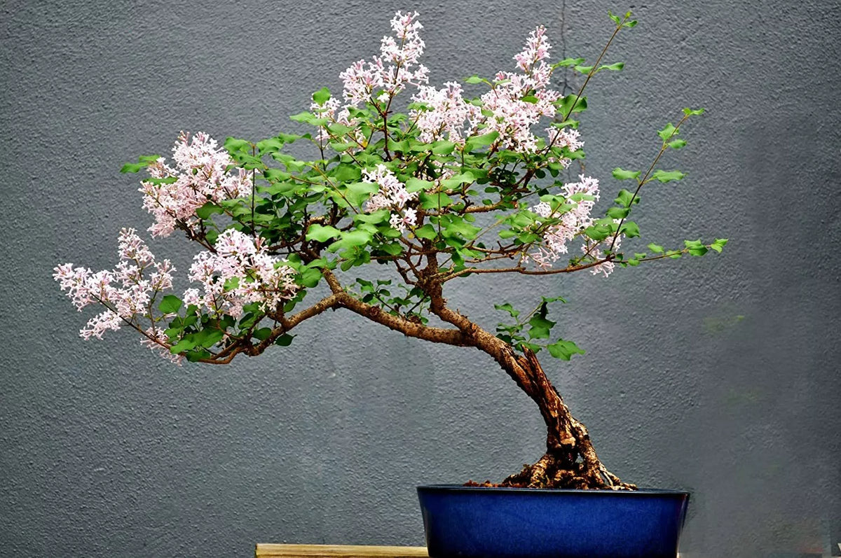 White Lilac Bonsai Tree Seeds - 30 Pack - Syringa vulgaris - Stunning White Blooms for Indoor/Outdoor Gardening