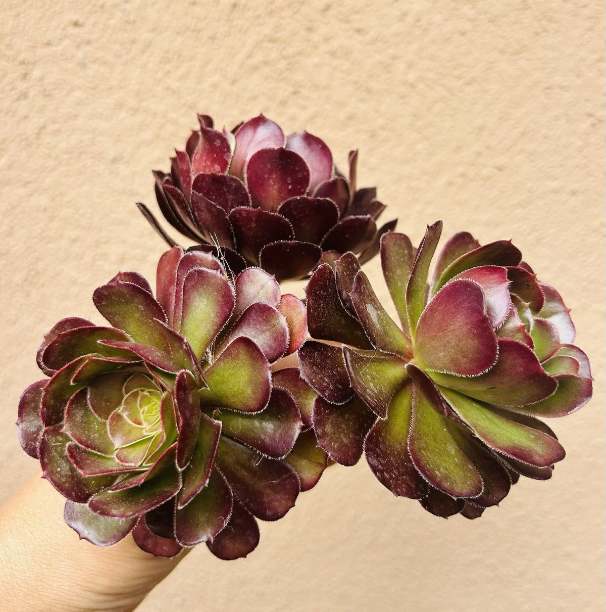 Aeonium Voodoo Cutting - 4" Rare Dark Purple Succulent - Aeonium arboreum 'Zwartkop' - Unique Plant for Collectors