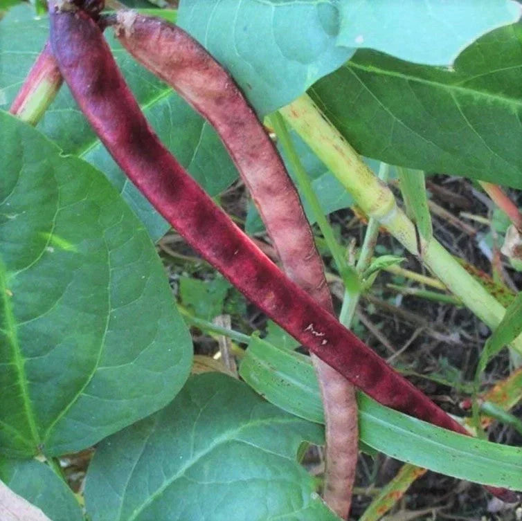 Red Ripper Cowpea Seeds - 100+ Count - Small Mexican Red Beans - Vigna unguiculata - Nutrient-Rich Garden Seeds