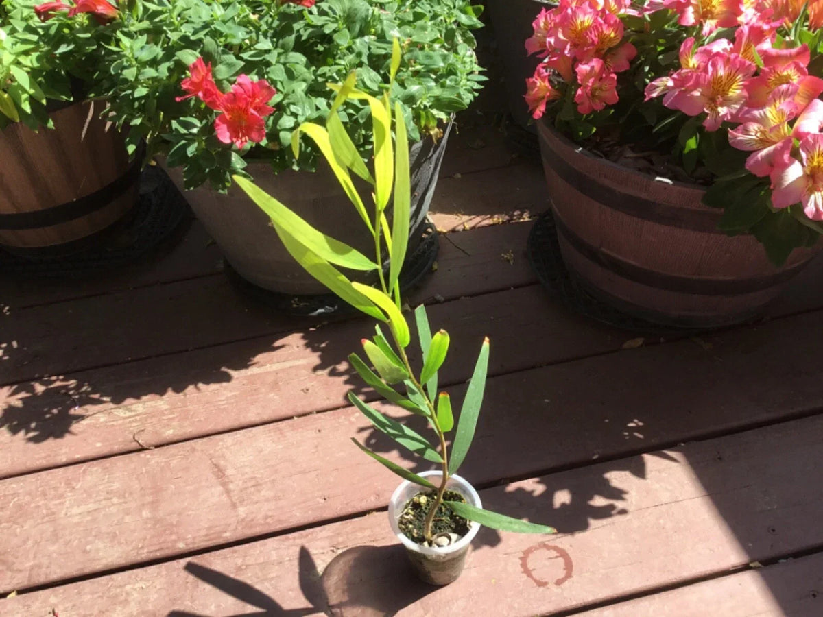 Acacia Golden Wattle Tree Sapling 1-Year-Old 15 Inches Acacia pycnantha Bright Yellow Flowers
