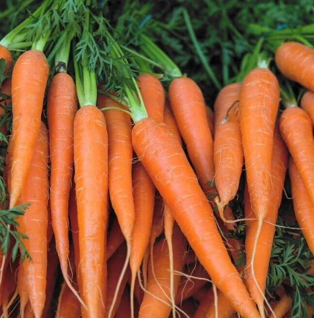 Danvers Carrot Seeds - 1000+ Heirloom Seeds for Garden Planting - Daucus carota - Non-GMO, Organic Gardening