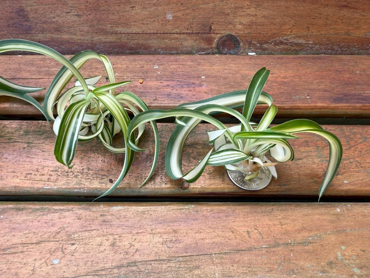Variegated Bonnie Curly Spider Plant Cuttings - 2 Live Baby Plants - Chlorophytum comosum - Easy Care Indoor Houseplant