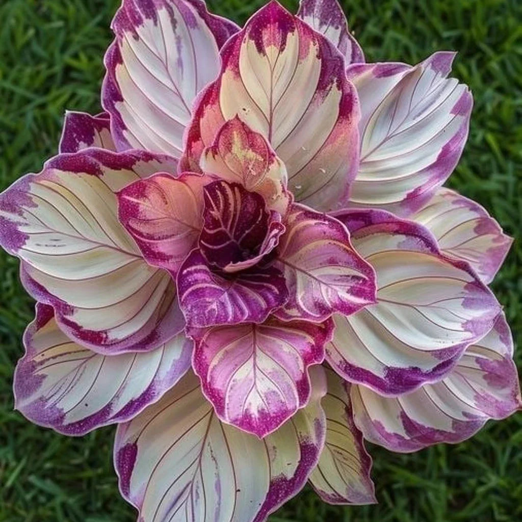 Velvet Flame Calathea Seeds - 25+ Premium Seeds - Maranta leuconeura 'Fascinator' - Tropical Indoor/Outdoor Planting