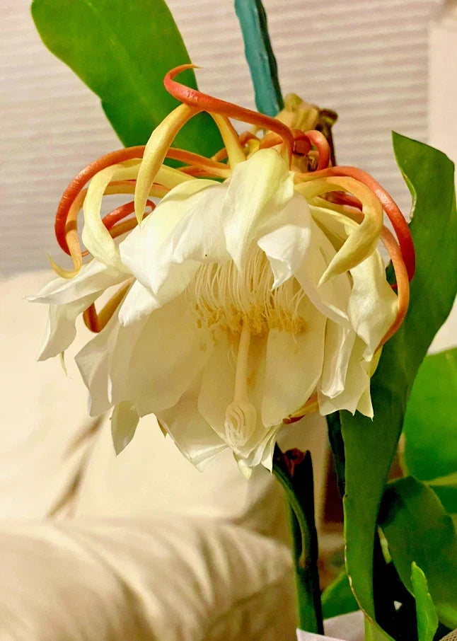 Night Blooming Cereus Cactus Orchid - 4" Pot, Epiphyllum oxypetalum, Rooted Plant for Indoor Gardening, Nocturnal Flowers