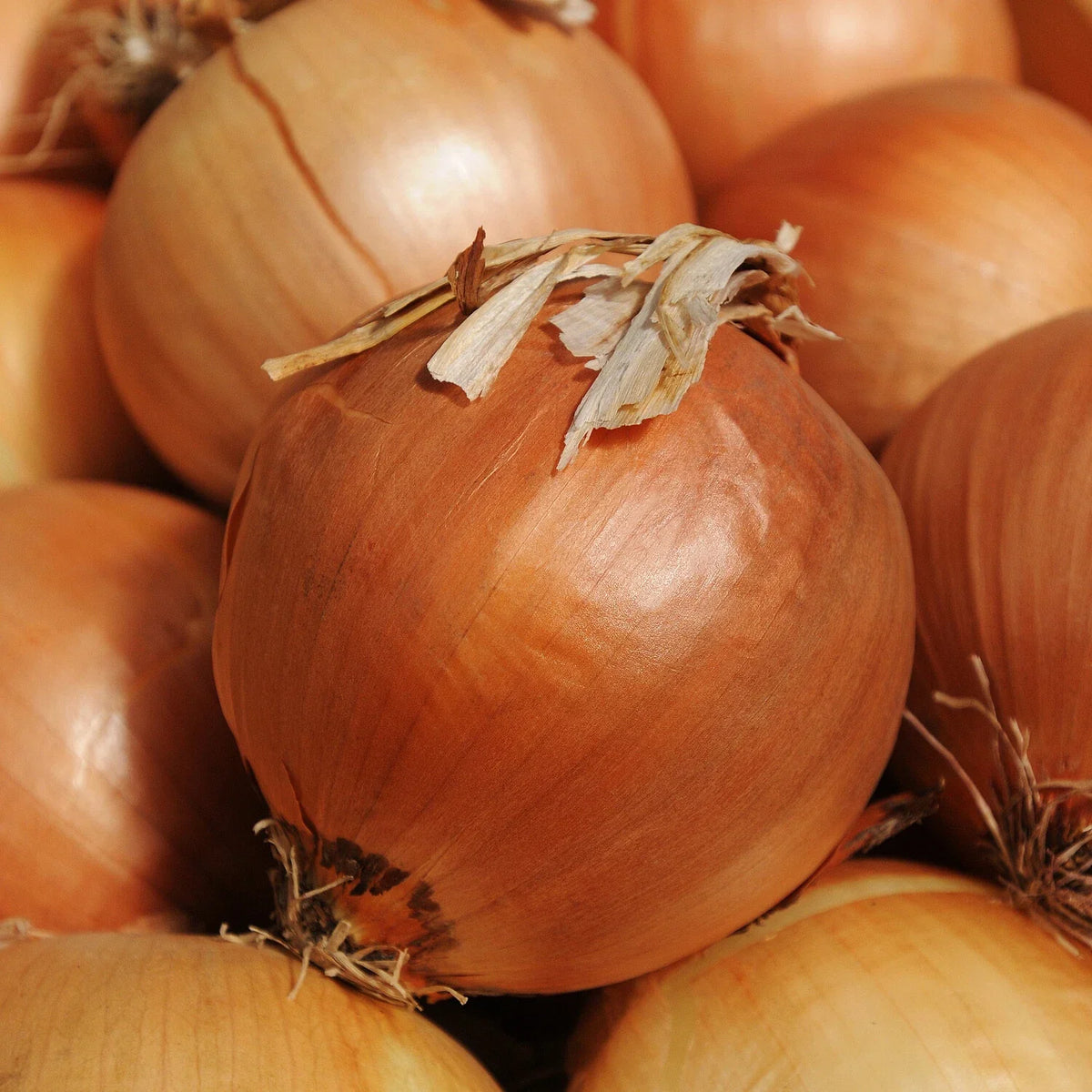 Onion Seeds 250+ Yellow Sweet Spanish Allium cepa for Vegetable Garden, High Yield, Mild Flavor, Easy to Grow
